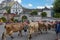 Farmers with a herd of cows on the annual transhumance at Engelberg on the Swiss alps