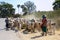 Farmers herder with their cows for grazing