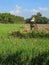 Farmers are hoeing the land in the fields. Moiokerto, East Java, Indonesia. July, 2022