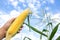 Farmers hold organic sweet corn by offering complete fresh corn