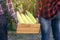 Farmers holding wood box of corn