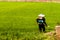 Farmers are injecting pesticides protect plants at rice fields