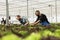 Farmers inspecting plantation yields