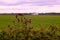 Farmers irrigate fields because of the drought, crops waiting for the rain to come. Drenth, the Netherlands.