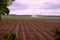 Farmers irrigate fields because of the drought, crops waiting for the rain to come. Drenth, the Netherlands.