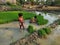 Farmers kids learning seedlings from her brother in muddy paddy field