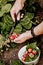 Farmers male hands pick fresh red strawberries in the garden. Human hands in the frame. Harvesting seasonal berries. Organic fat-