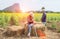 Farmers man and women working in a field of sunflowers