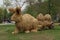 Farmers market sculpture rabbit hay