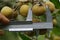 Farmers measured the size of longan fruit using Vernier Calipers