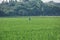 Farmers in the middle of green and beautiful rice fields can be used for tourism, agriculture and nature promotion