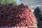 Farmers Mkt pile of radishes