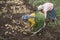 Farmers in Ooty harvesting their potato in their agriculture field in Ooty