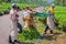 Farmers picking leaves from green shrubs by professional pruning machine