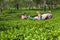 Farmers picking leaves from green shrubs by professional pruning machine