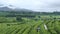 Farmers picking tea leaves