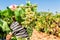 Farmers picking wine grapes during harvest at a vineyard