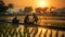 farmers planting rice