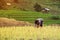 Farmers are planting rice in the farm with copy space ,working in mountains