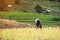 Farmers are planting rice in the farm with copy space ,working in mountains