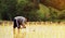 Farmers are planting rice in the farm with copy space ,working in mountains