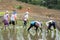 Farmers planting rice in terrace rice field