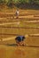 Farmers plowing their Paddy Fields