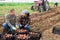 Farmers posing on vegetable plantation near pile of plastic boxes with freshly picked potatoes. Concept of successful