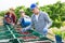 Farmers pouring sweet cherries crop from buckets into boxes