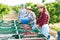 Farmers pouring sweet cherries crop from buckets into boxes