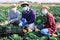 Farmers in protective mask posing with cabbage