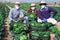 Farmers in protective mask posing with cabbage
