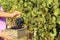 Farmers putting fresh ripe juicy grapes into basket in vineyard