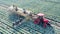 Farmers are putting harvested cabbage onto the tractor conveyor