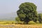 Farmers rice threshing in paddy field, long shot, Sonapur village, near Panshet