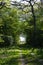 Farmers road in a green deciduous forest