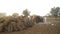 Farmers separating crop grains from straw piles with a tractor thresher machine