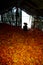 Farmers sit in a barn filled with corn.corn harversting season o