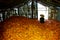 Farmers sit in a barn filled with corn.corn harversting season o