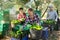 Farmers sorting and stacking green pepper