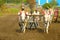 Farmers sowing seeds with the help of white bulls and plough near Velha