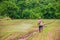 Farmers spraying pesticide