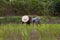 Farmers with straw hat transplanting rice seedlings in paddy field