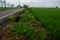 Farmers in Taiwan often cherish land and plants in the lowlands beside the ditch!