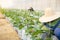 Farmers take care of the melon seedlings or cantaloupe on organic farms