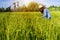 Farmers in Thailand concept, The Farmer planting on the organic paddy rice