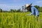 Farmers in Thailand concept, The Farmer planting on the organic paddy rice farmland.