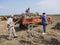 Farmers in traditional clothing work with wheat sheaves in the n