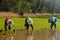 Farmers transplant rice seedlings