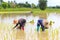 Farmers transplant rice seedlings